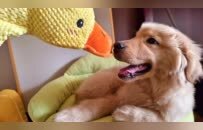 酒店推出“宠物陪睡”服务，每只“陪睡犬”日薪100元，律师：宠物若伤人，酒店全责