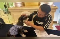 酒店推出“宠物陪睡”服务，每只“陪睡犬”日薪100元，律师：宠物若伤人，酒店全责